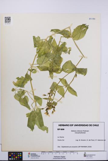 Stellaria chilensis [Espécimen: UCH:EIF:0008209]