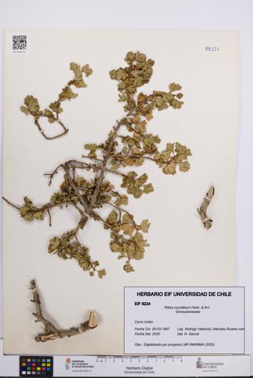 Ribes cucullatum [Espécimen: UCH:EIF:0008224]