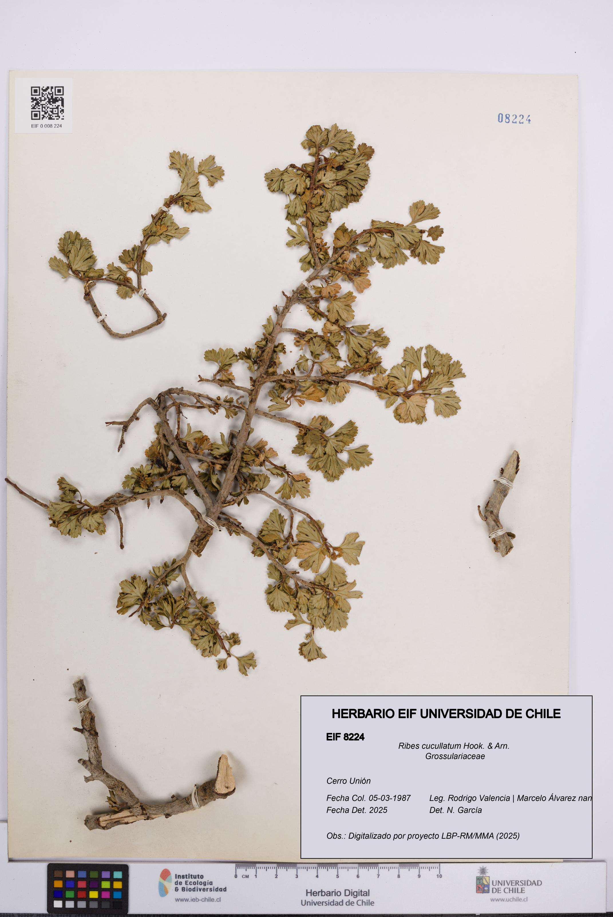 Ribes cucullatum [Espécimen: UCH:EIF:0008224]