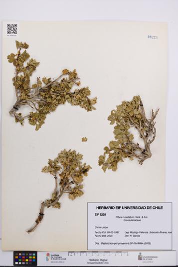 Ribes cucullatum [Espécimen: UCH:EIF:0008225]