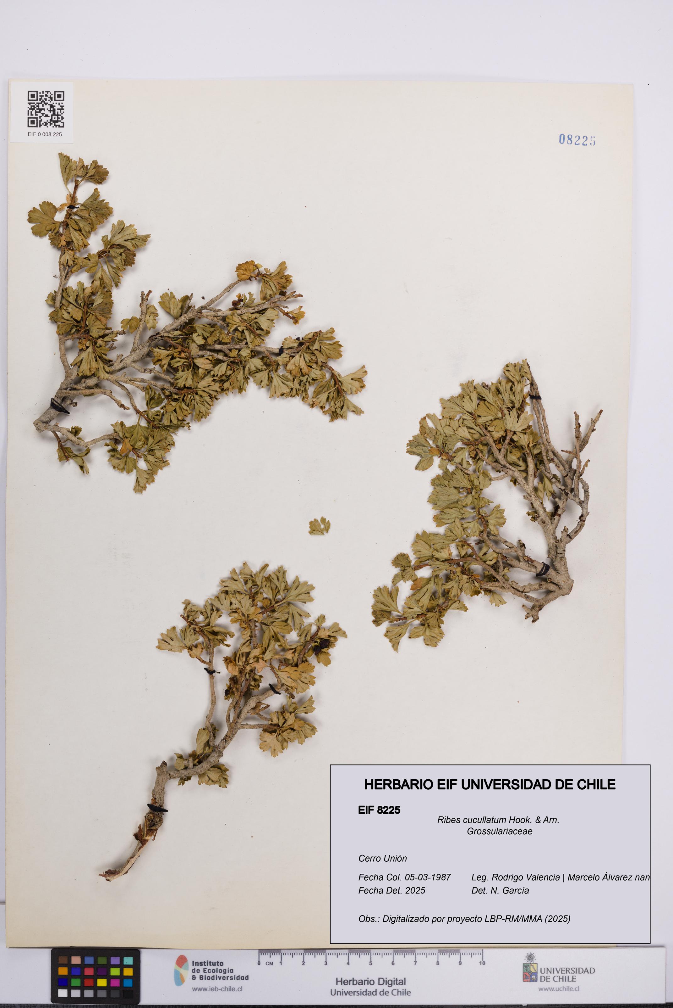 Ribes cucullatum [Espécimen: UCH:EIF:0008225]