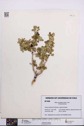 Ribes cucullatum [Espécimen: UCH:EIF:0008226]