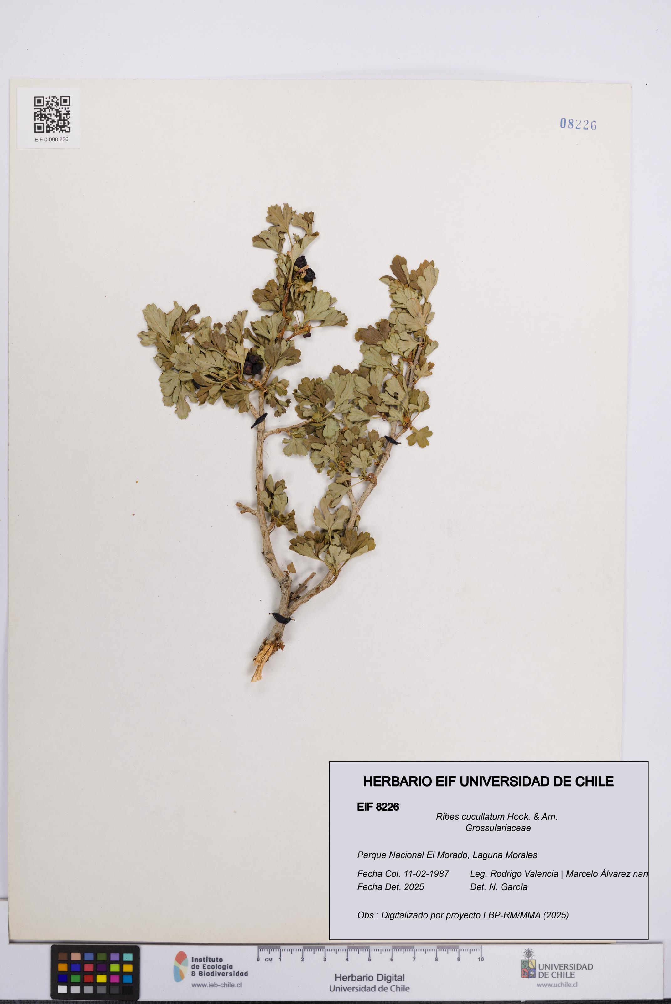 Ribes cucullatum [Espécimen: UCH:EIF:0008226]