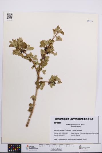 Ribes cucullatum [Espécimen: UCH:EIF:0008230]