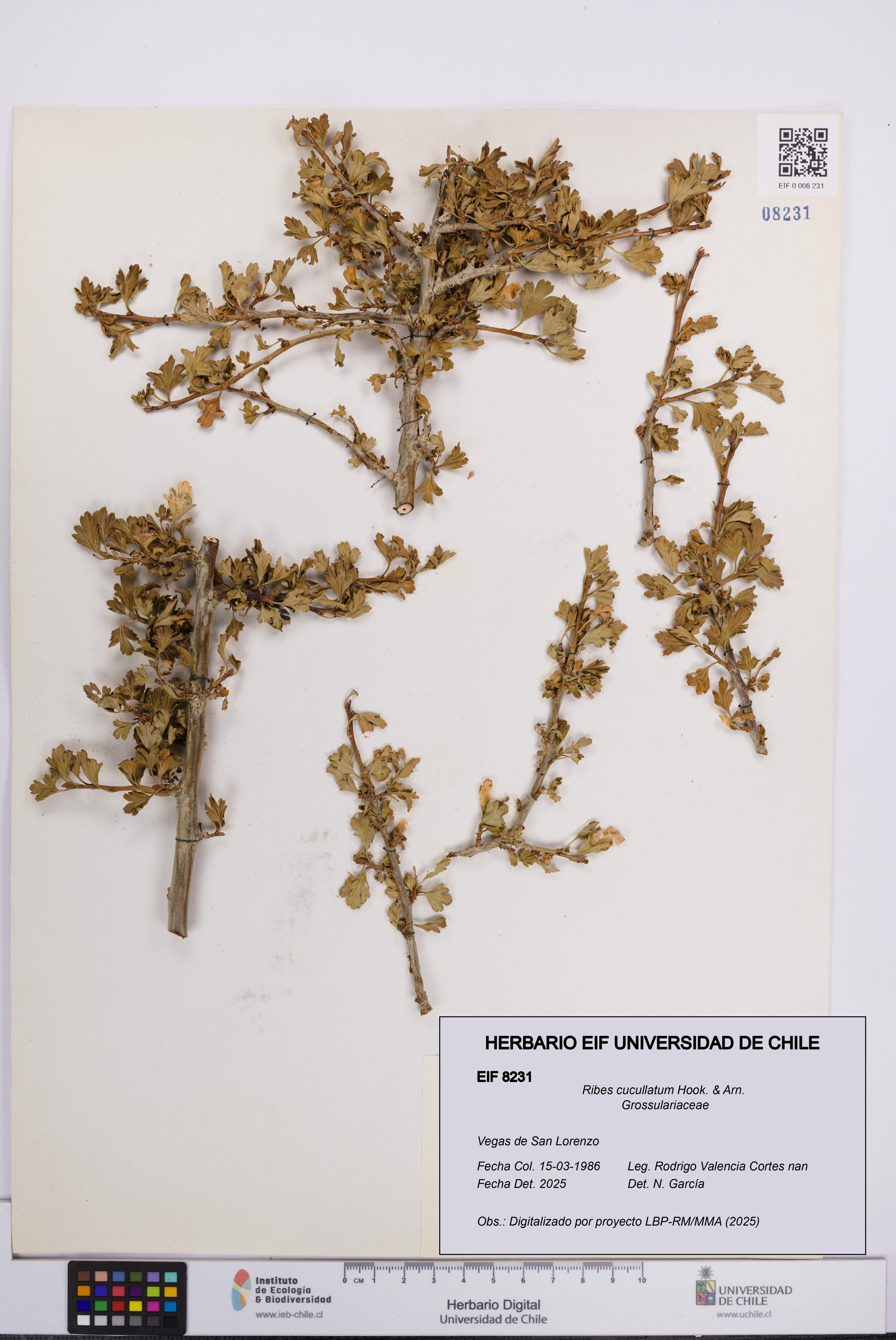 Ribes cucullatum [Espécimen: UCH:EIF:0008231]