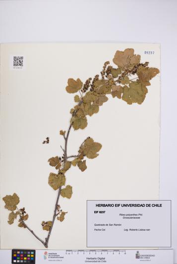 Ribes polyanthes [Espécimen: UCH:EIF:0008237]