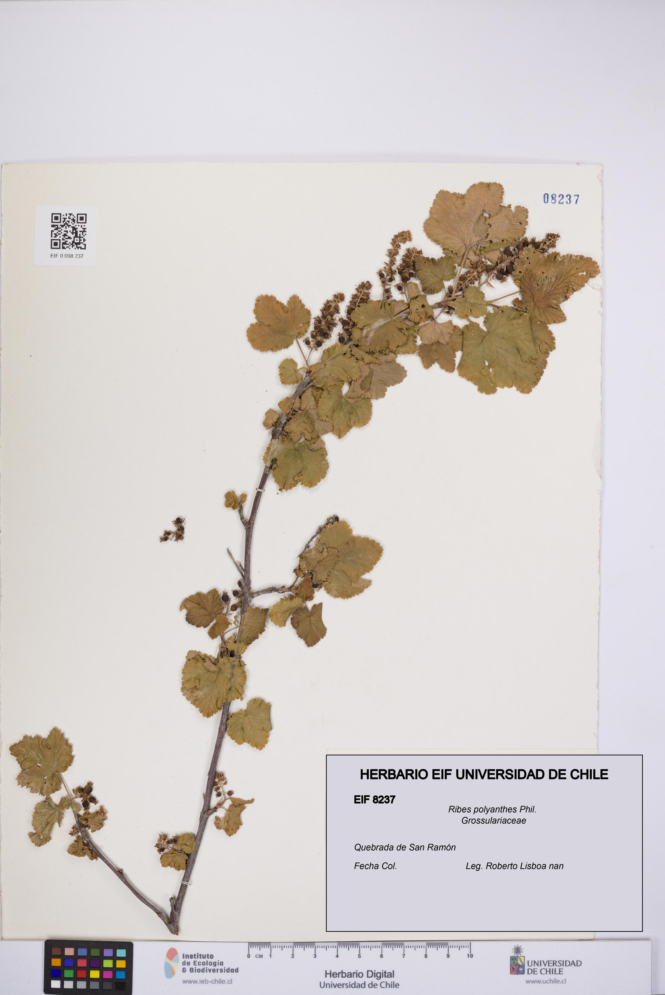 Ribes polyanthes [Espécimen: UCH:EIF:0008237]