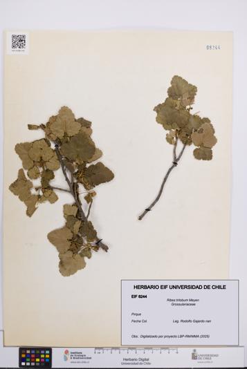 Ribes trilobum [Espécimen: UCH:EIF:0008244]