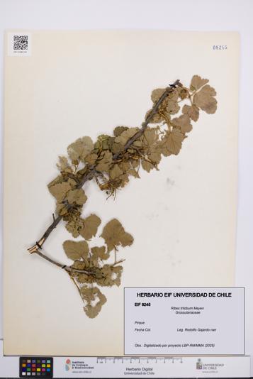 Ribes trilobum [Espécimen: UCH:EIF:0008245]