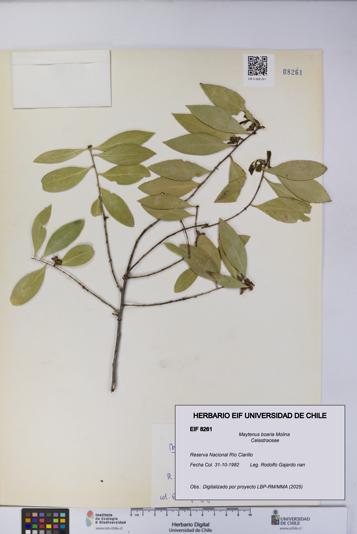 Maytenus boaria [Espécimen: UCH:EIF:0008261]
