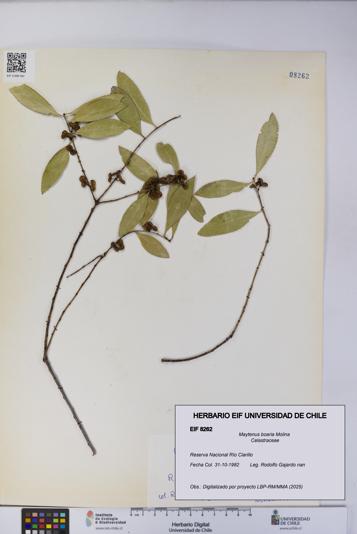 Maytenus boaria [Espécimen: UCH:EIF:0008262]