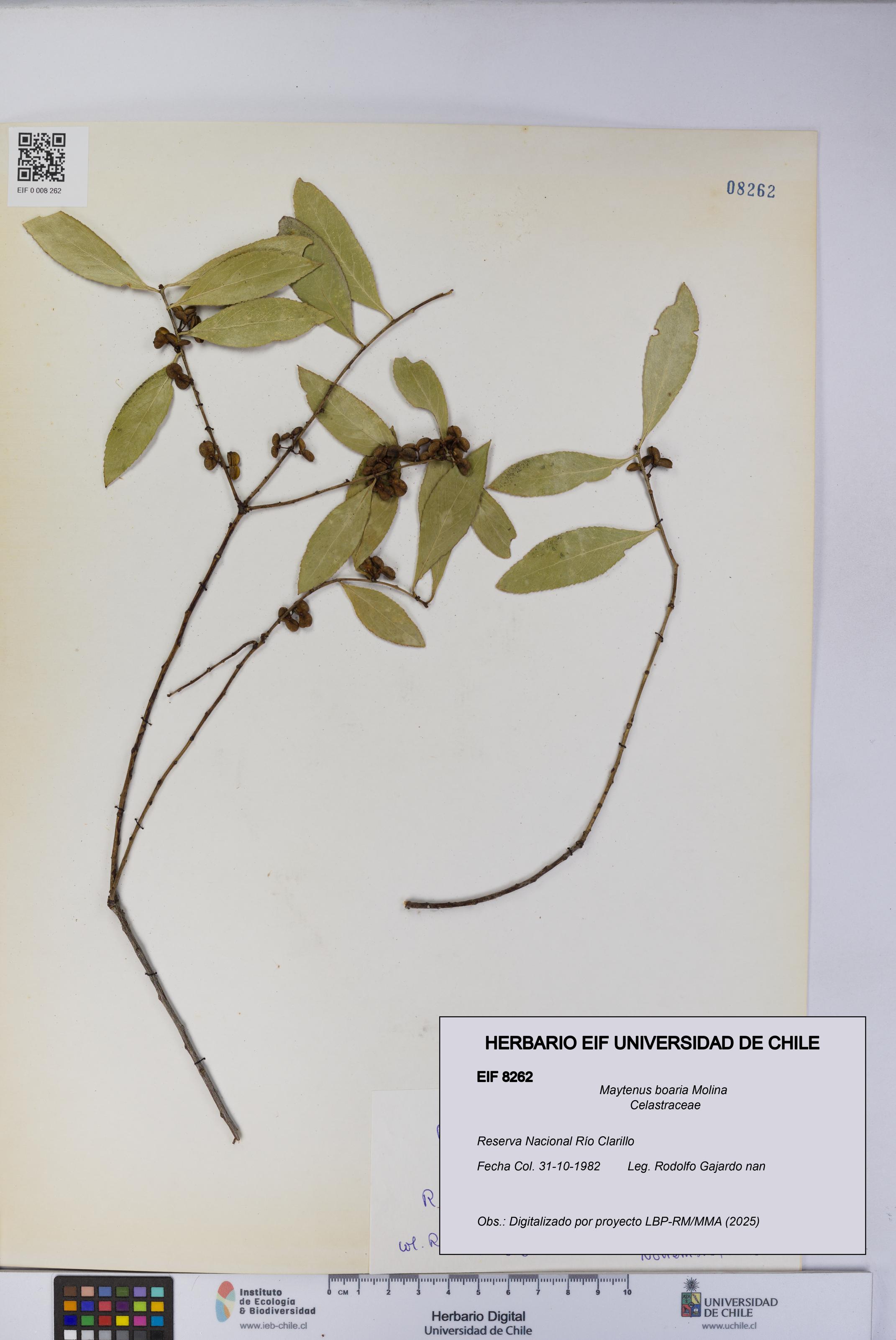 Maytenus boaria [Espécimen: UCH:EIF:0008262]