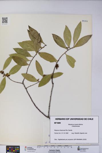 Maytenus boaria [Espécimen: UCH:EIF:0008263]