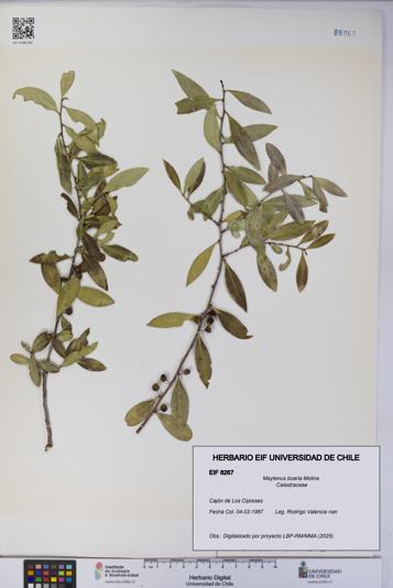 Maytenus boaria [Espécimen: UCH:EIF:0008267]