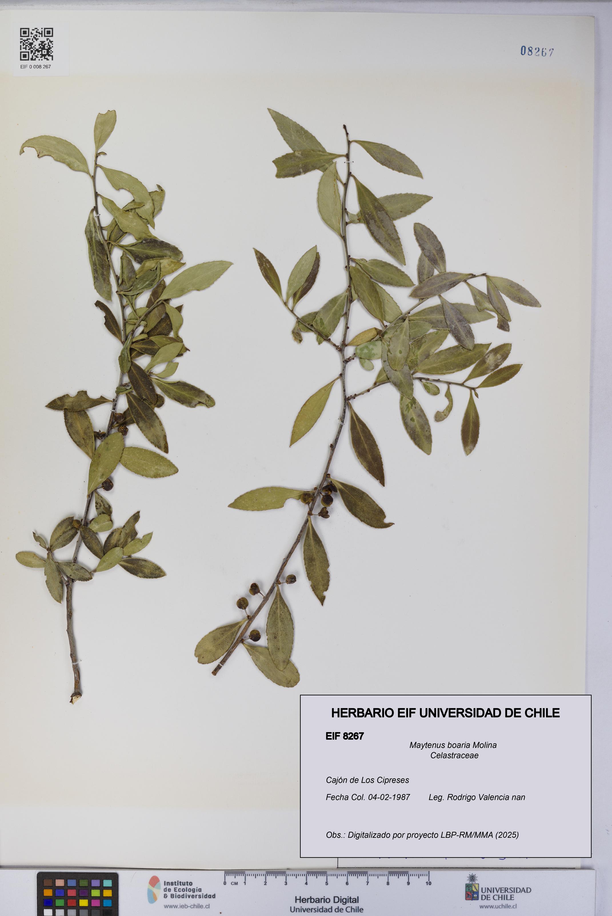 Maytenus boaria [Espécimen: UCH:EIF:0008267]