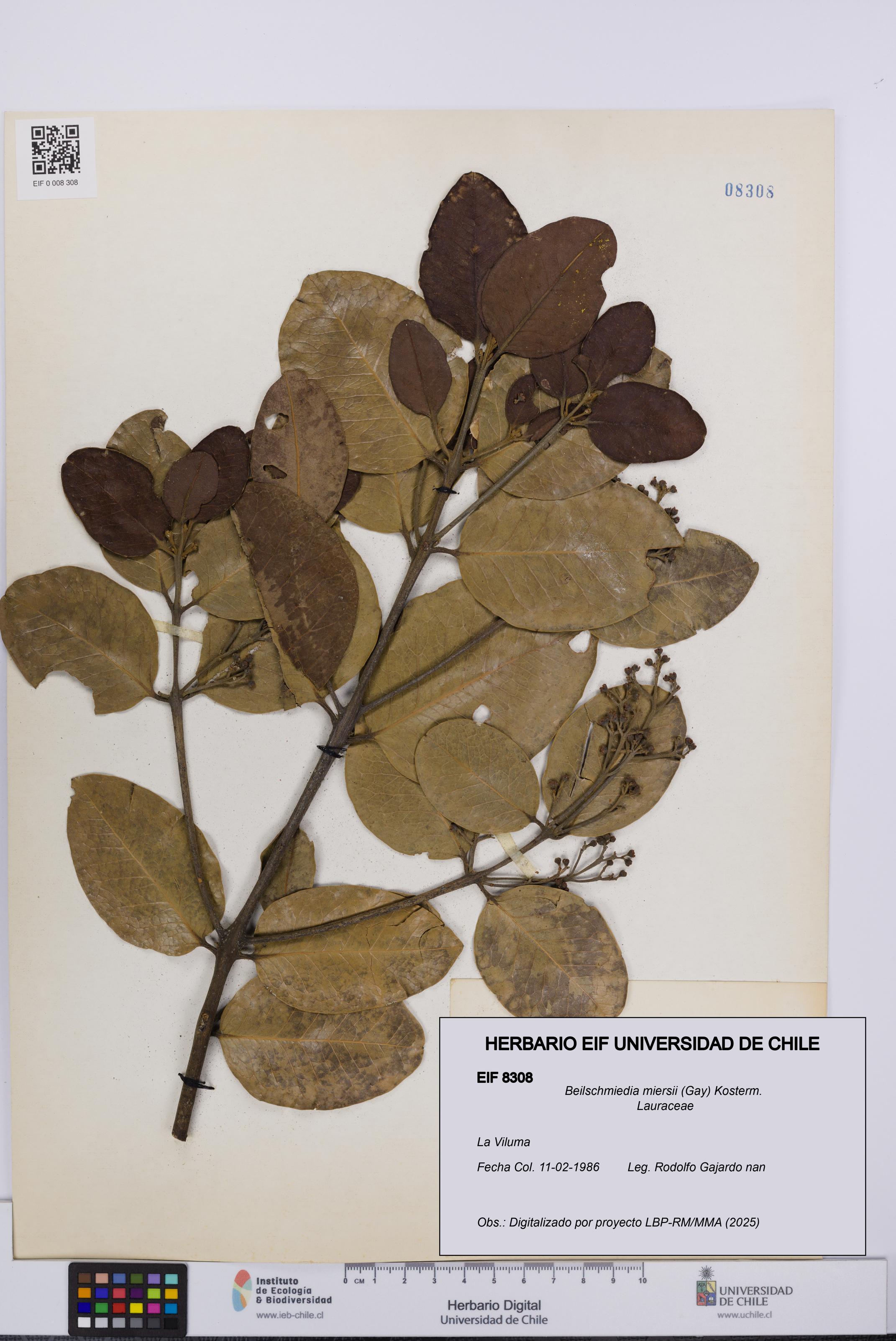 Beilschmiedia miersii [Espécimen: UCH:EIF:0008308]