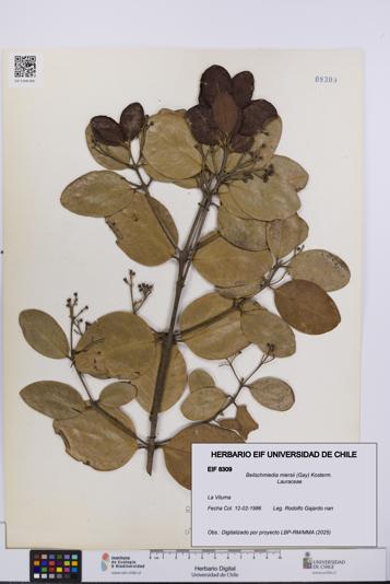 Beilschmiedia miersii [Espécimen: UCH:EIF:0008309]