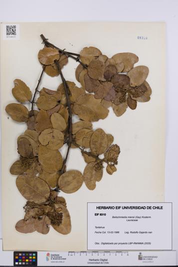Beilschmiedia miersii [Espécimen: UCH:EIF:0008310]