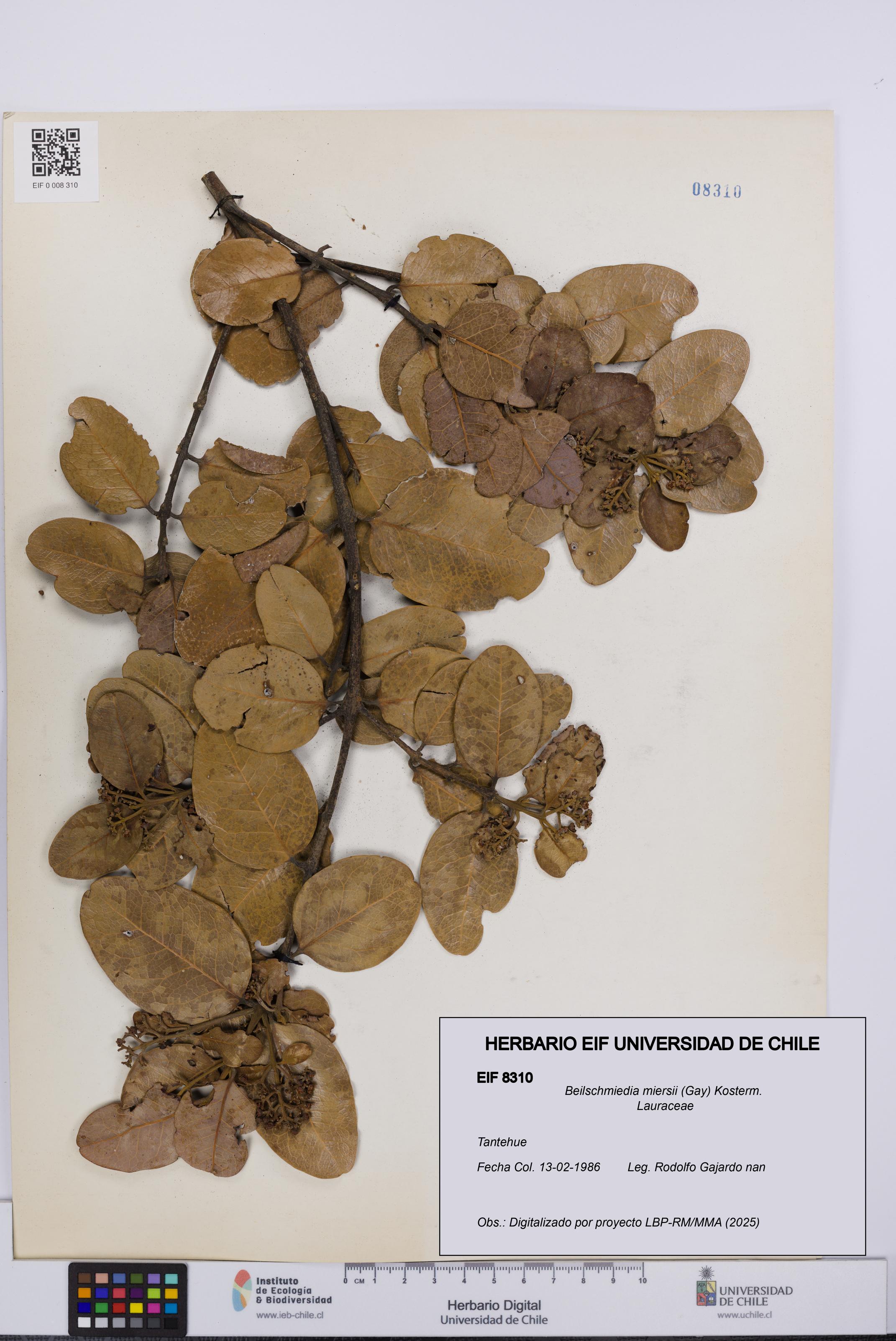 Beilschmiedia miersii [Espécimen: UCH:EIF:0008310]