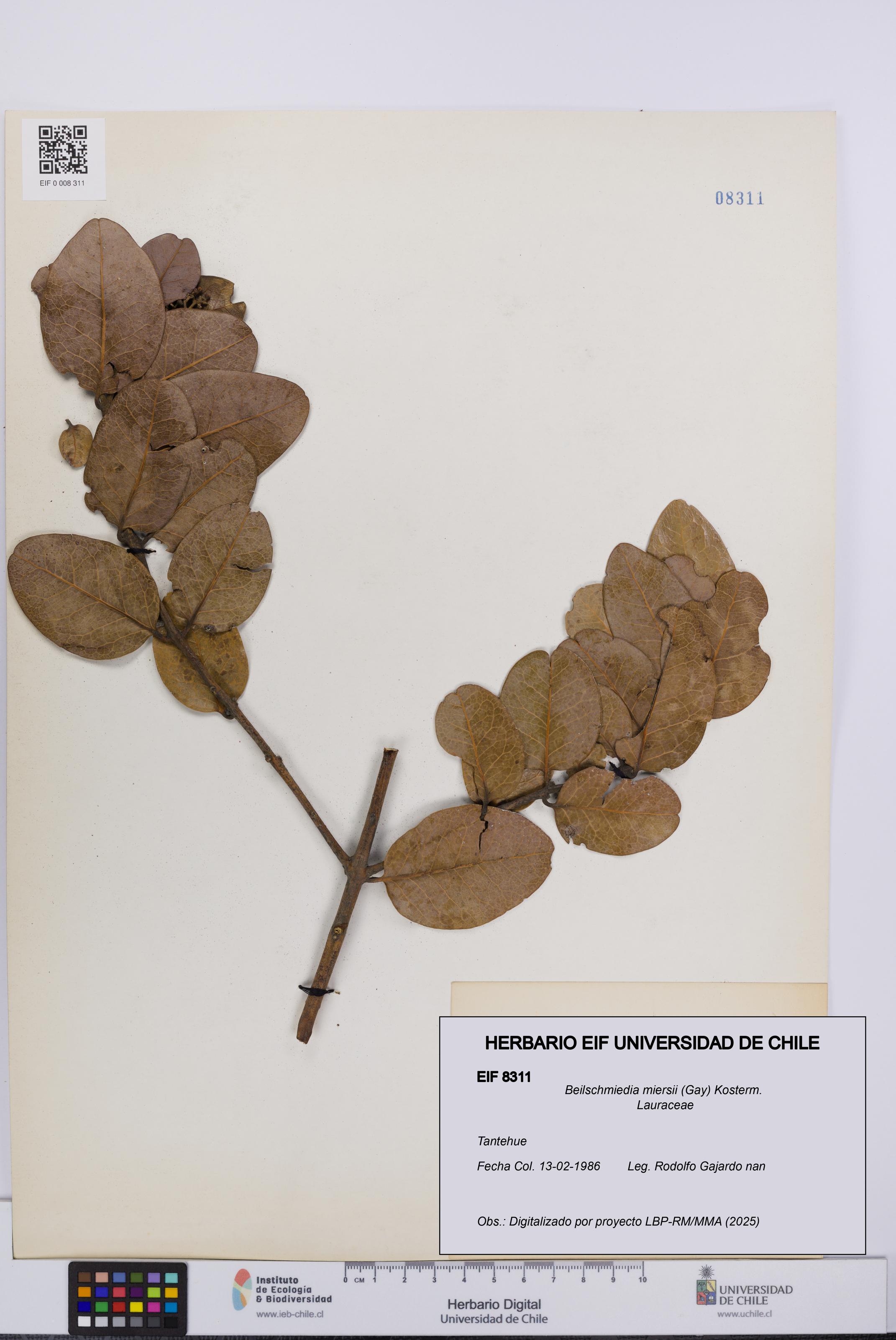 Beilschmiedia miersii [Espécimen: UCH:EIF:0008311]