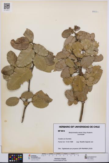 Beilschmiedia miersii [Espécimen: UCH:EIF:0008314]