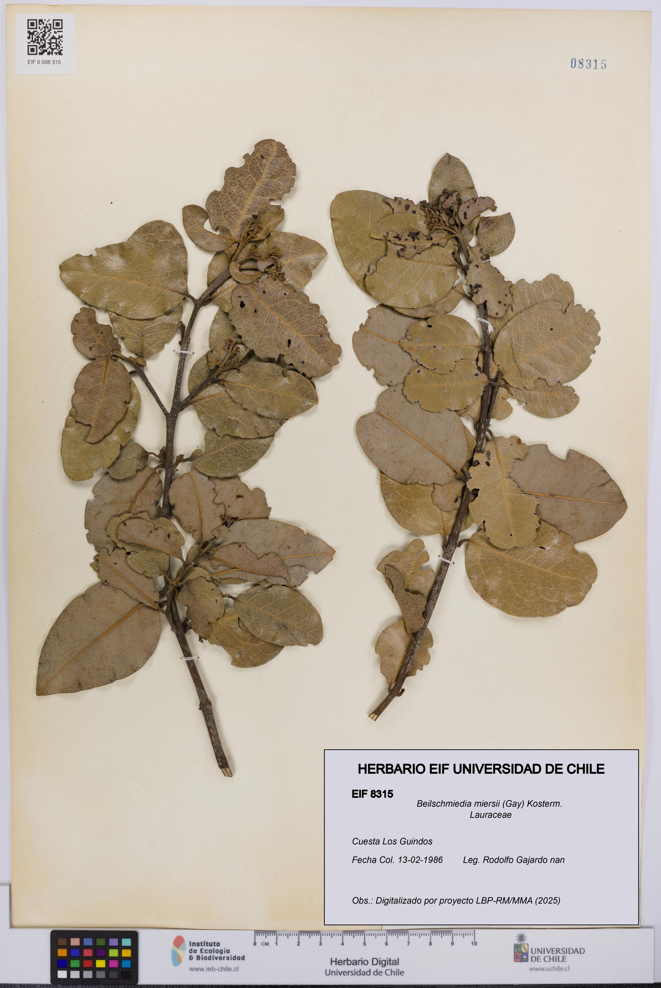 Beilschmiedia miersii [Espécimen: UCH:EIF:0008315]
