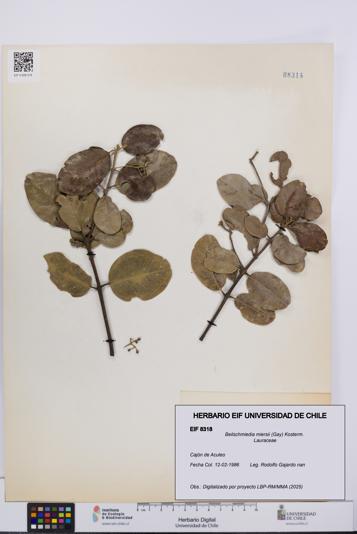 Beilschmiedia miersii [Espécimen: UCH:EIF:0008318]