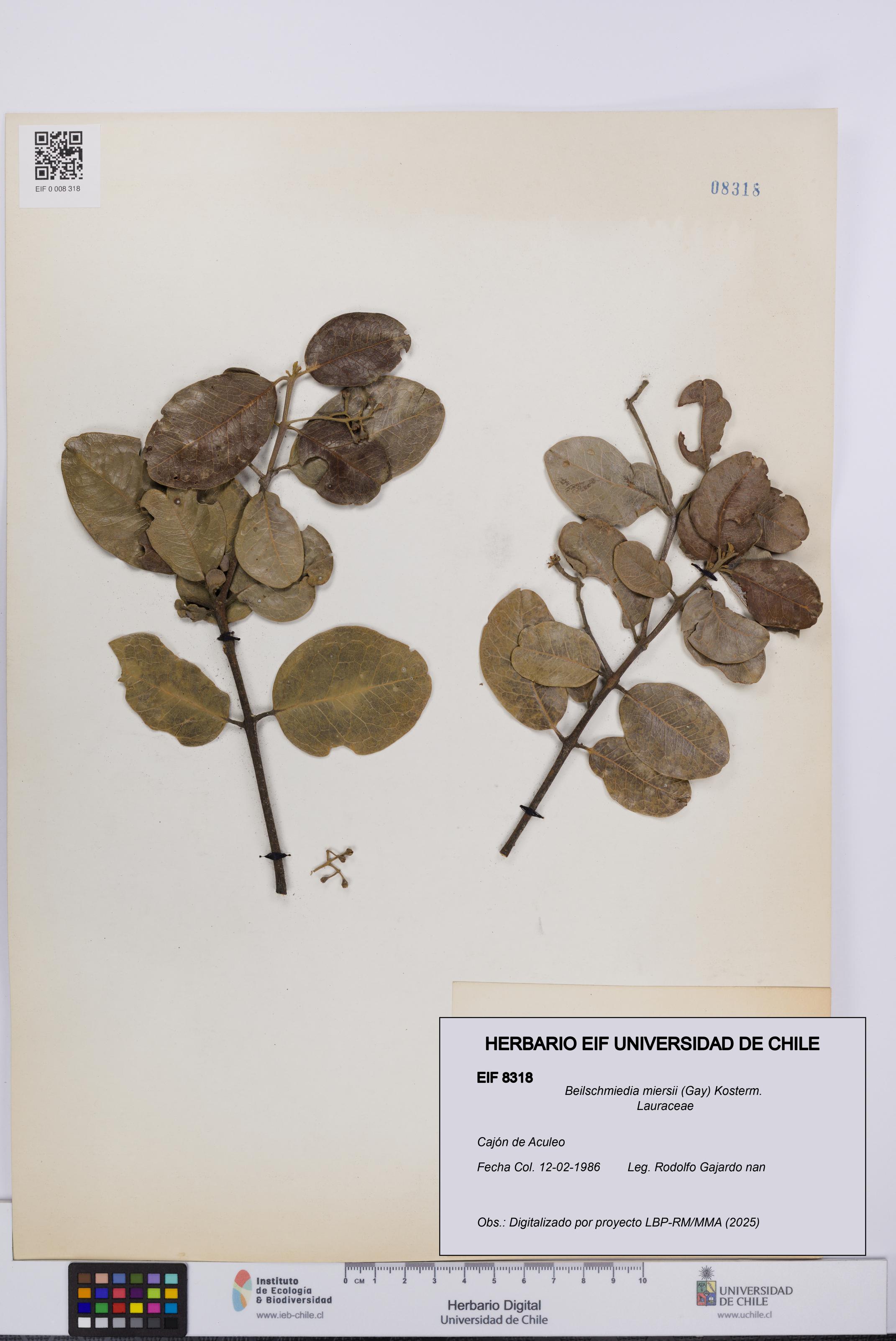 Beilschmiedia miersii [Espécimen: UCH:EIF:0008318]