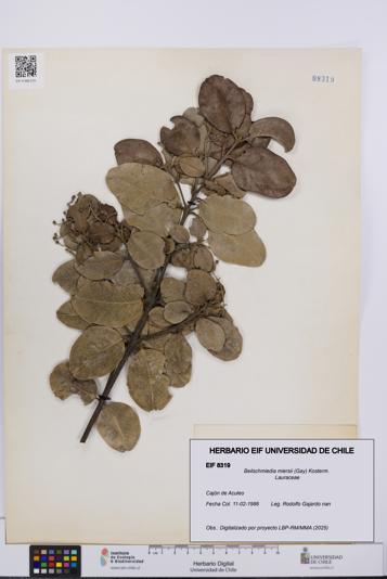Beilschmiedia miersii [Espécimen: UCH:EIF:0008319]