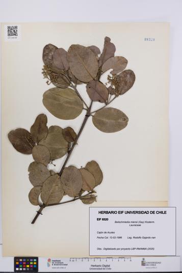 Beilschmiedia miersii [Espécimen: UCH:EIF:0008320]