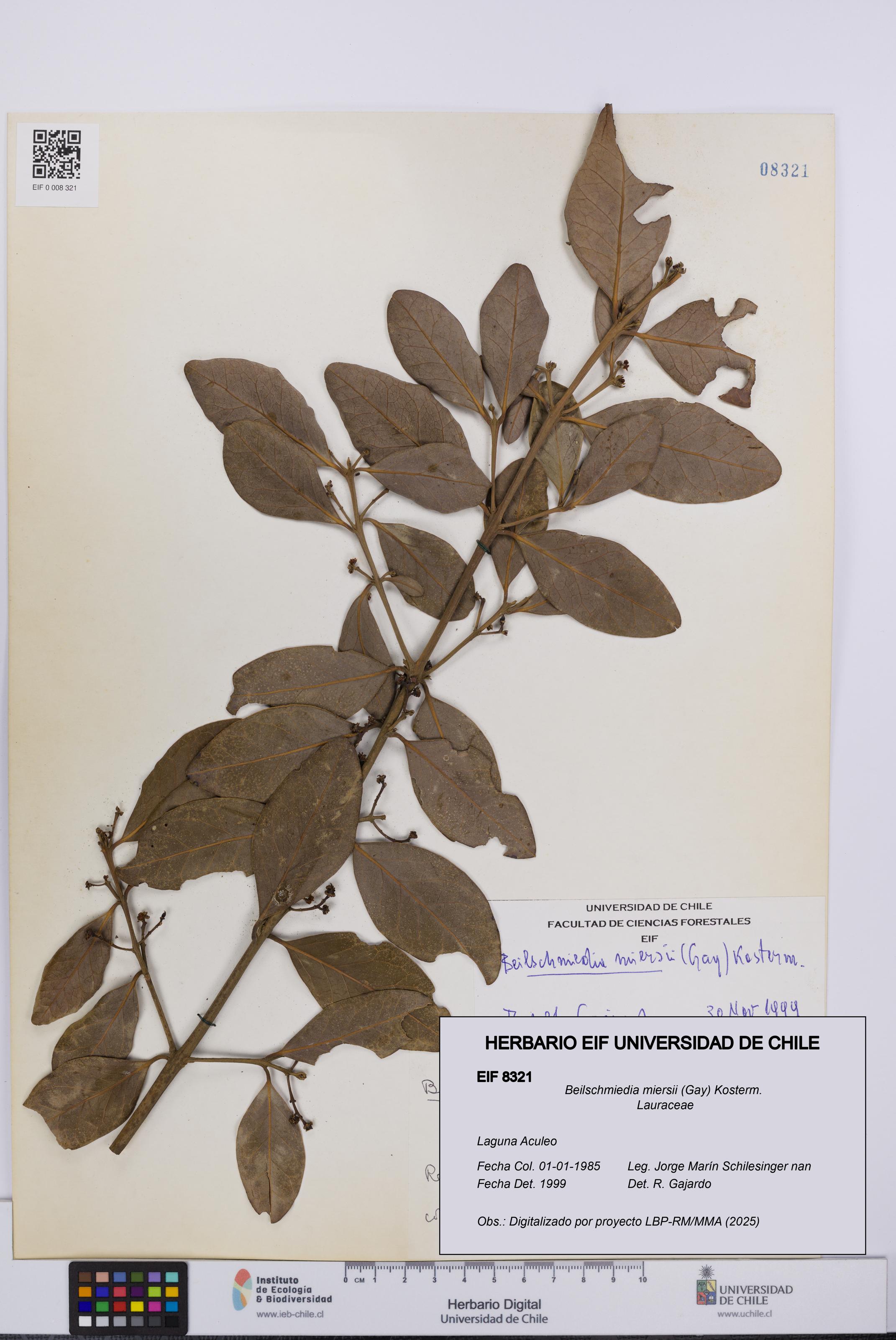 Beilschmiedia miersii [Espécimen: UCH:EIF:0008321]