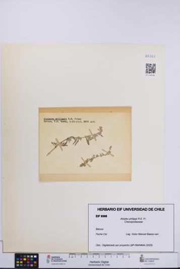 Atriplex philippii [Espécimen: UCH:EIF:0008368]
