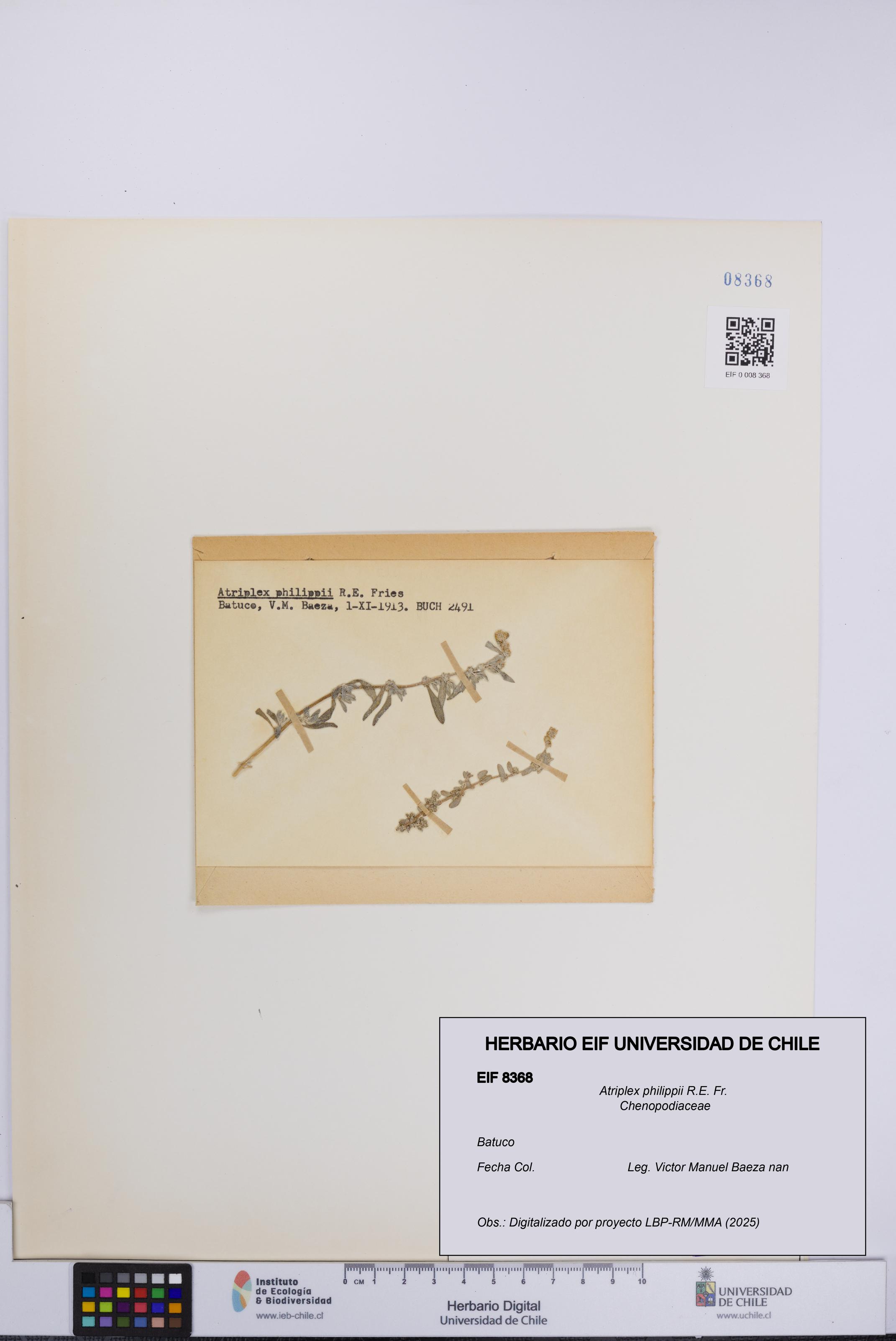 Atriplex philippii [Espécimen: UCH:EIF:0008368]