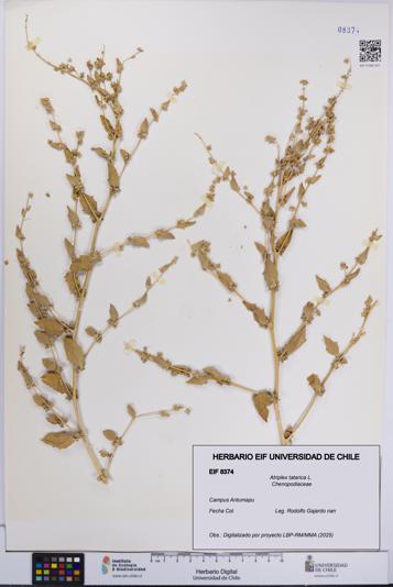 Atriplex tatarica [Espécimen: UCH:EIF:0008374]