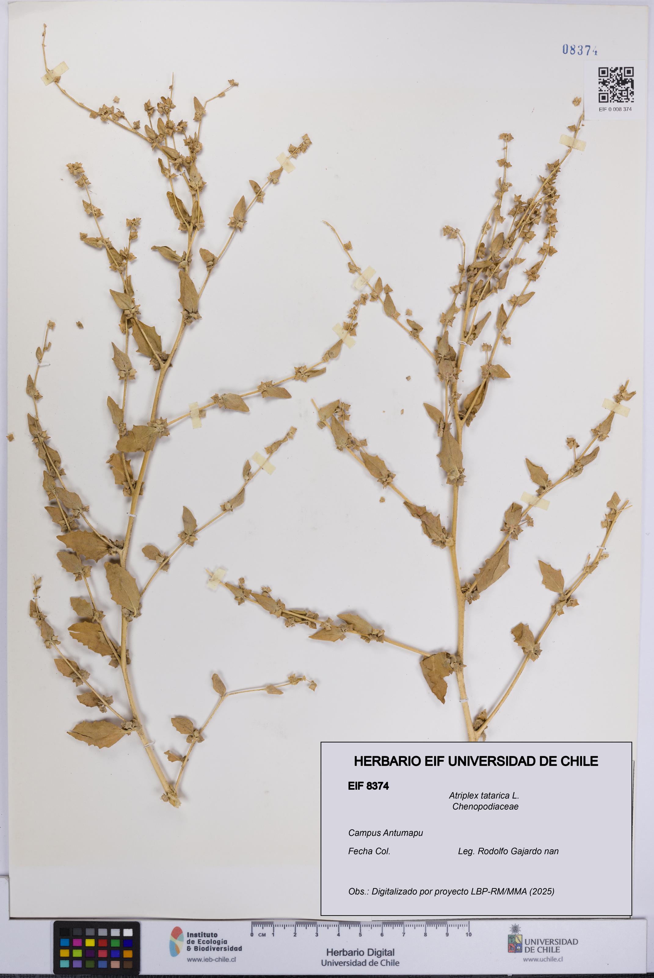 Atriplex tatarica [Espécimen: UCH:EIF:0008374]