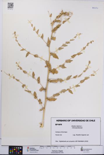 Atriplex tatarica [Espécimen: UCH:EIF:0008375]