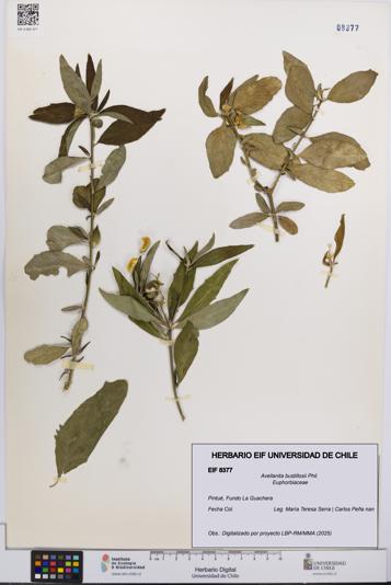 Avellanita bustillosii [Espécimen: UCH:EIF:0008377]