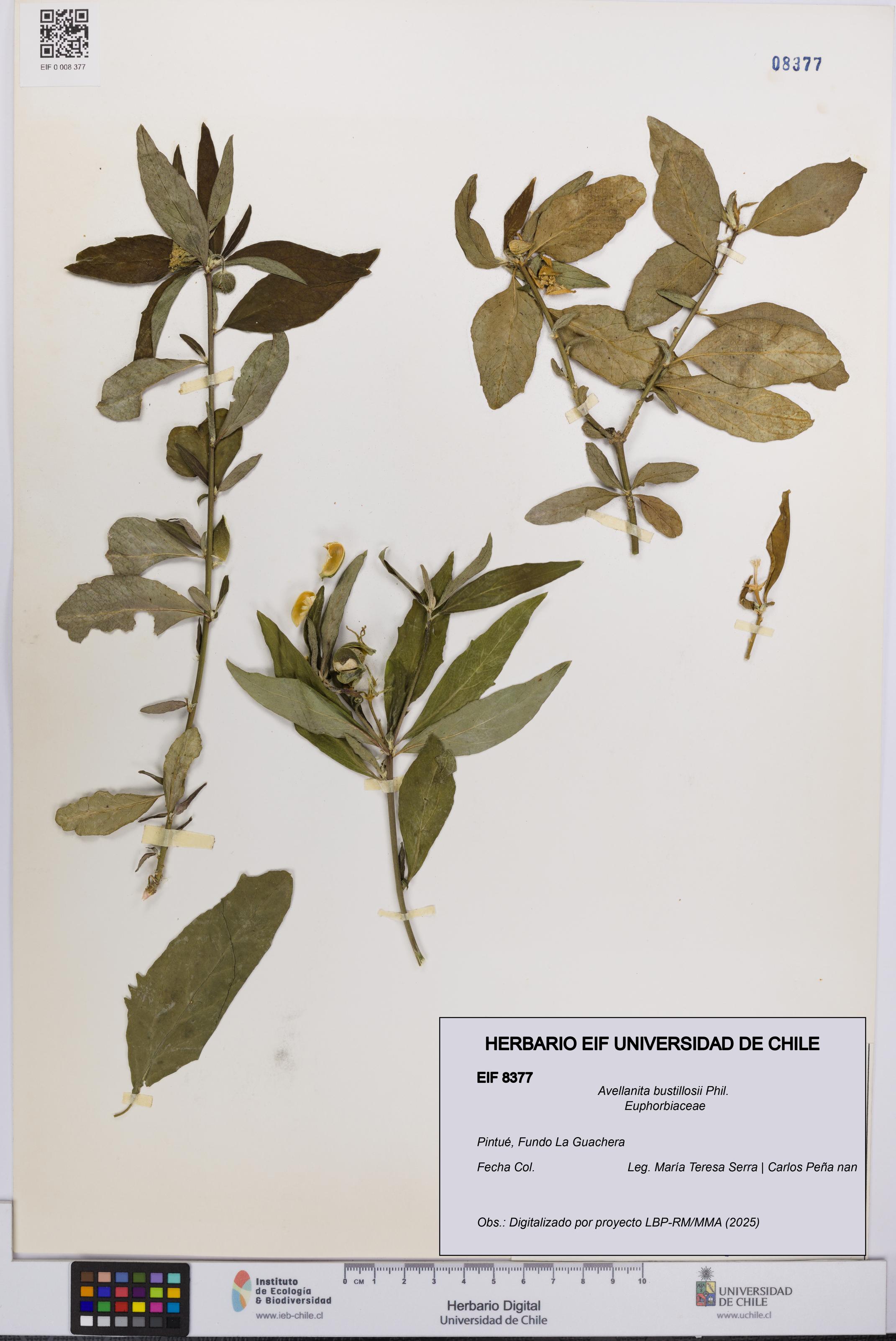 Avellanita bustillosii [Espécimen: UCH:EIF:0008377]