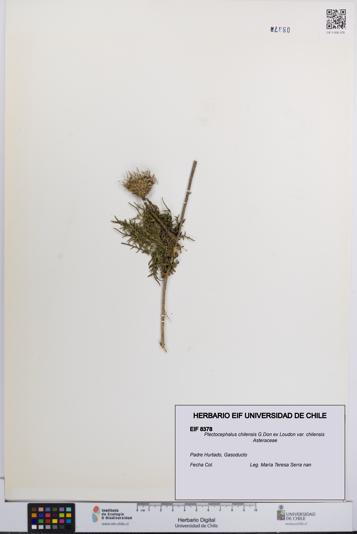 Plectocephalus chilensis var. chilensis [Espécimen: UCH:EIF:0008378]