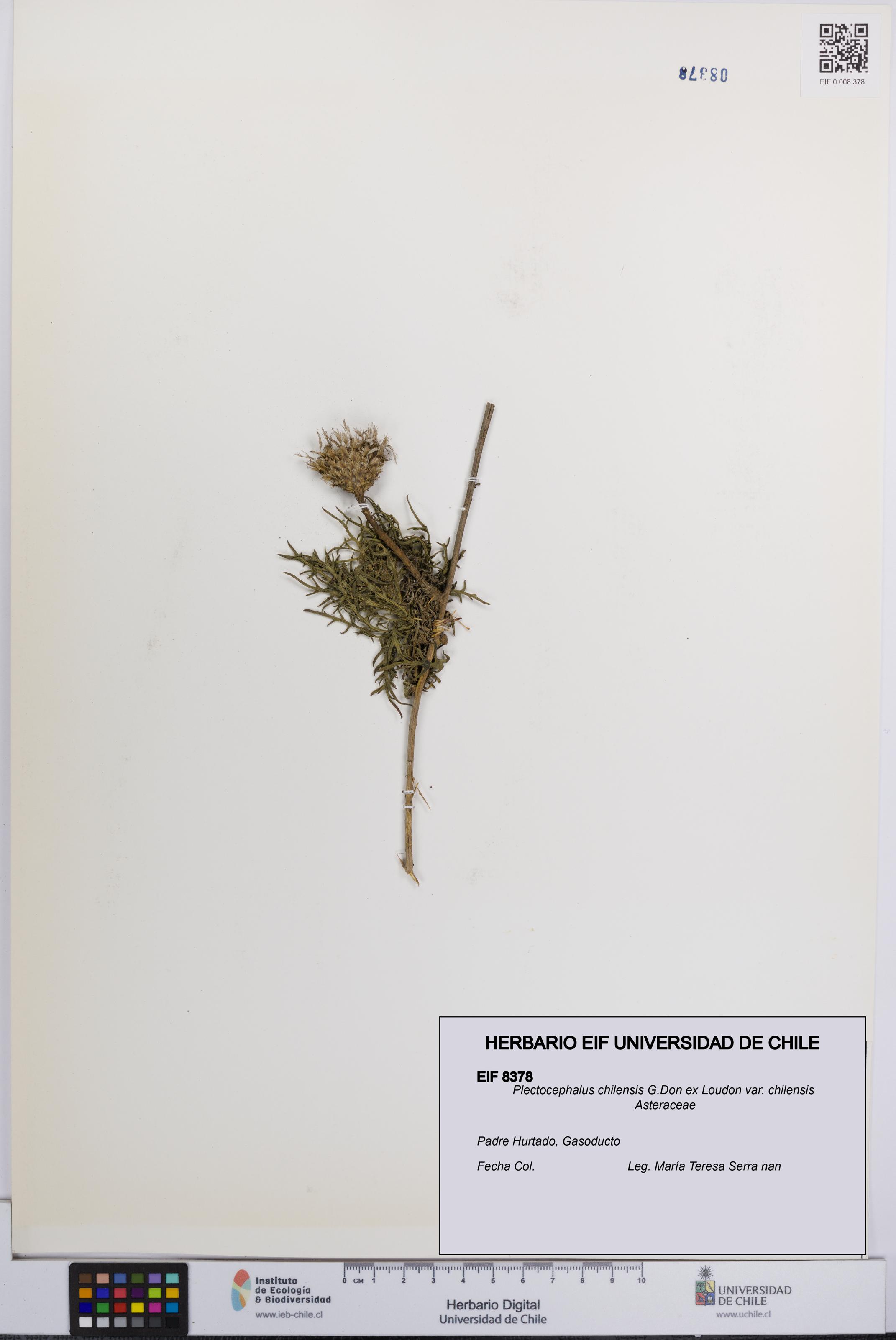 Plectocephalus chilensis var. chilensis [Espécimen: UCH:EIF:0008378]