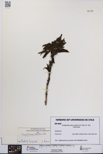 Aristeguietia salvia [Espécimen: UCH:EIF:0008379]