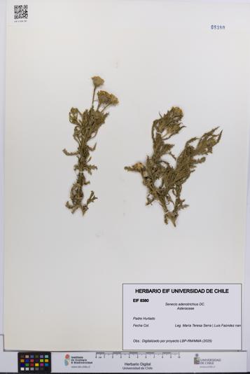 Senecio adenotrichius [Espécimen: UCH:EIF:0008380]