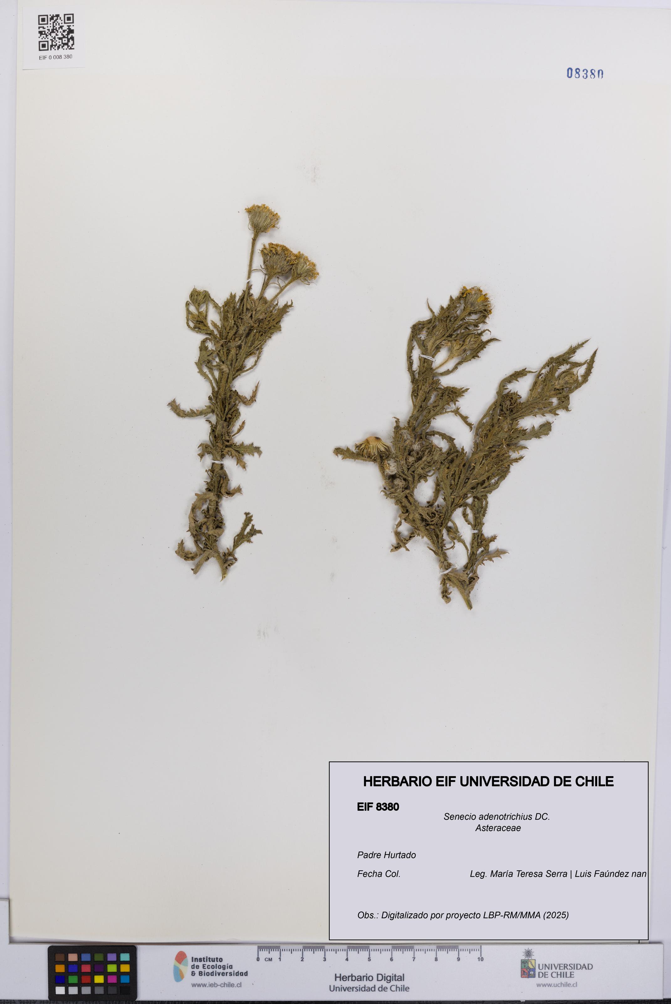 Senecio adenotrichius [Espécimen: UCH:EIF:0008380]