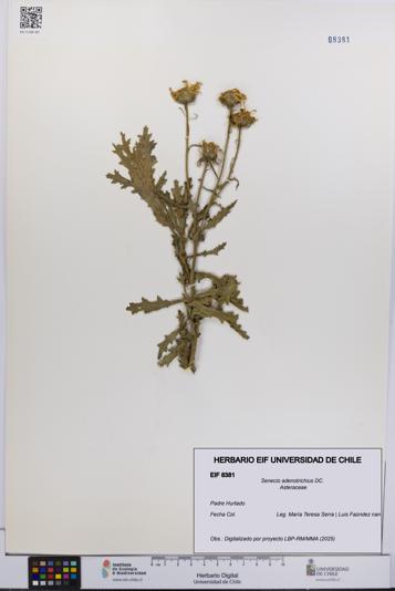 Senecio adenotrichius [Espécimen: UCH:EIF:0008381]