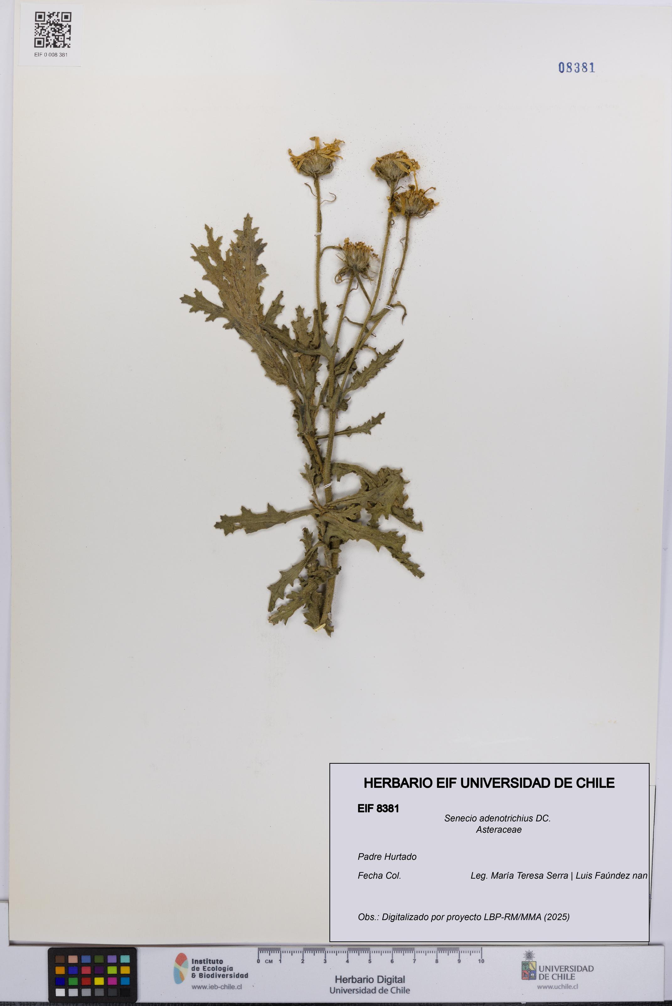 Senecio adenotrichius [Espécimen: UCH:EIF:0008381]