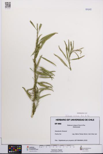 Solanum crispum [Espécimen: UCH:EIF:0008382]
