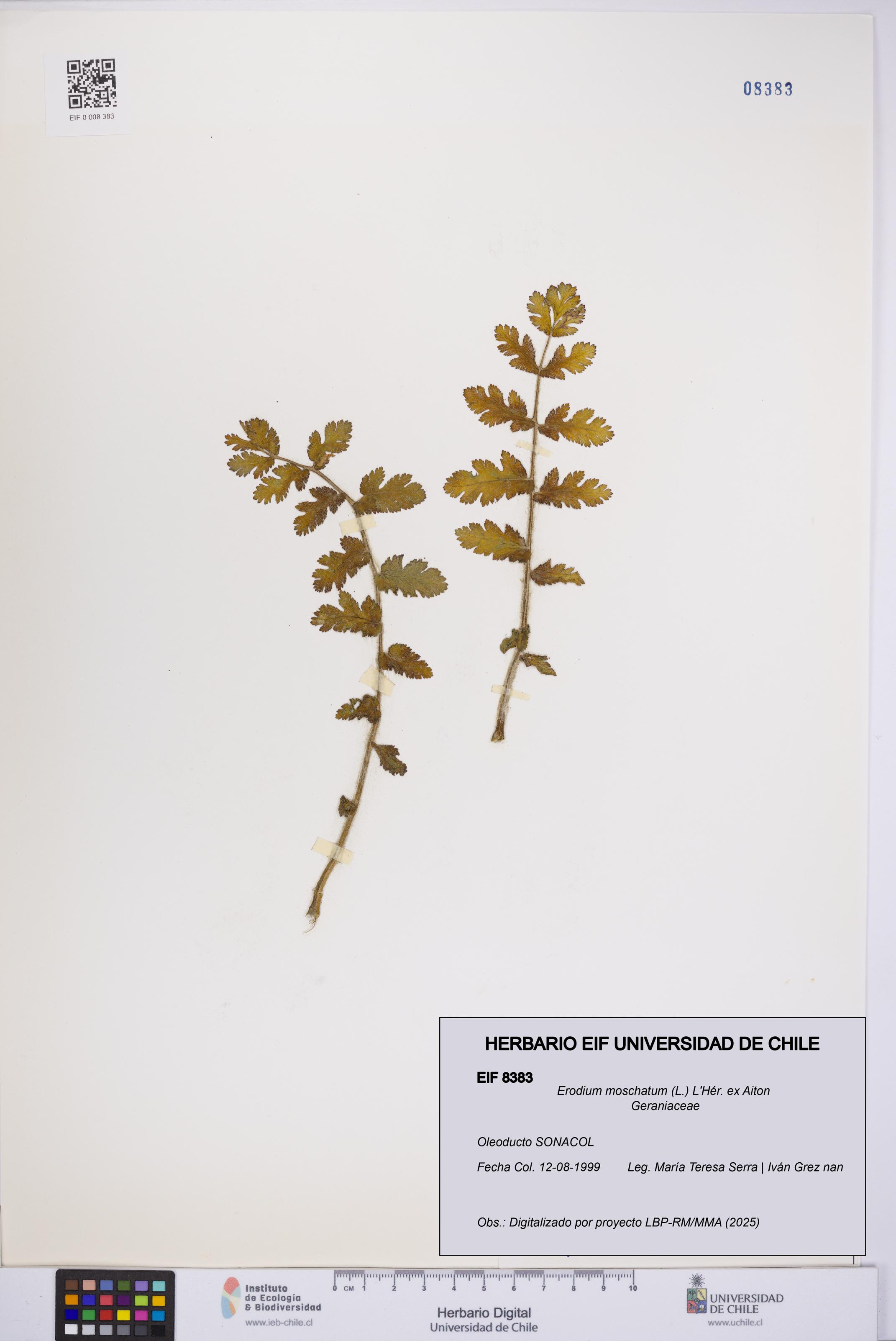 Erodium moschatum [Espécimen: UCH:EIF:0008383]