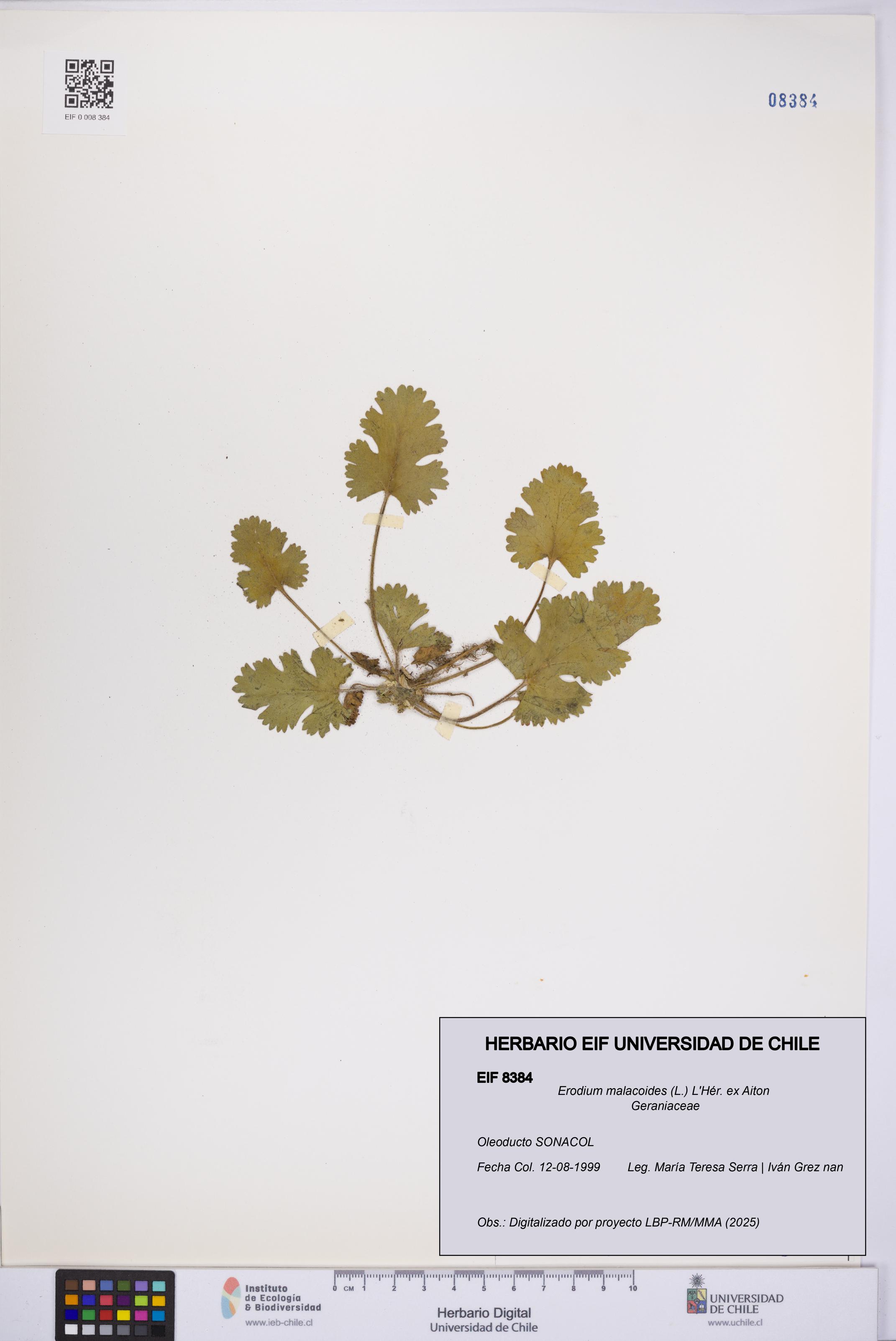 Erodium malacoides [Espécimen: UCH:EIF:0008384]