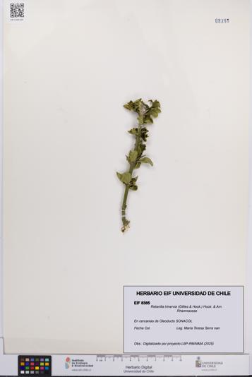 Retanilla trinervia [Espécimen: UCH:EIF:0008385]