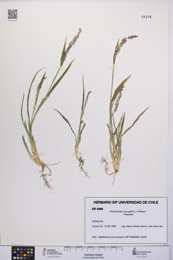 Echinochloa crus-galli [Espécimen: UCH:EIF:0008386]